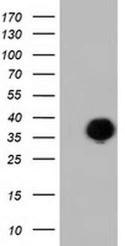 FAM84B Mouse anti-Human, Clone: OTI4A4, TrueMAB , Origene 30 &mu;L; Unconjugated:Antibodies,