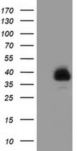FAM84B Monoclonal Antibody (OTI2E7), TrueMAB , OriGene:Antibodies:Primary