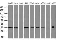 FAM84B Monoclonal Antibody (OTI2E7), TrueMAB , OriGene 30 &mu;L; Unconjugated:Antibodies,
