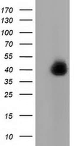 FAM84B Monoclonal Antibody (OTI2E9), TrueMAB , OriGene:Antibodies:Primary