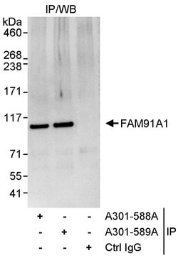 FAM91A1 Rabbit anti-Human, Polyclonal, Bethyl Laboratories 100 &mu;L; Unconjugated:Antibodies,