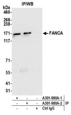 FANCA Rabbit anti-Human, Polyclonal, Bethyl Laboratories 100 &mu;L; Unconjugated:Antibodies,
