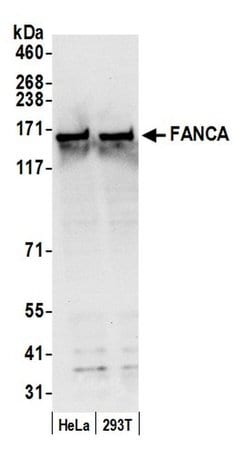 FANCA Rabbit anti-Human, Polyclonal, Bethyl Laboratories 100 &mu;L; Unconjugated:Antibodies,