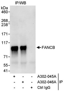 FANCB Rabbit anti-Human, Polyclonal, Bethyl Laboratories 100 &mu;L; Unconjugated:Antibodies,