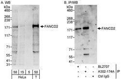 FANCD2 Rabbit anti-Human, Polyclonal, Bethyl Laboratories 100 &mu;L; Unconjugated:Antibodies,