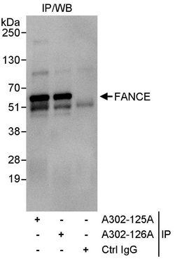 FANCE Rabbit anti-Human, Polyclonal, Bethyl Laboratories 10 &mu;L; Unconjugated:Antibodies,