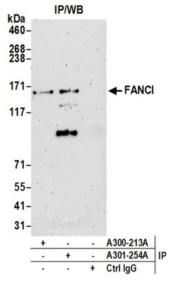 FANCI Rabbit anti-Human, Polyclonal, Bethyl Laboratories 100 &mu;L; Unconjugated:Antibodies,