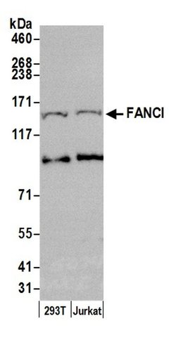 FANCI Rabbit anti-Human, Polyclonal, Bethyl Laboratories 100 &mu;L; Unconjugated:Antibodies,