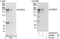 FANCM Rabbit anti-Human, Polyclonal, Bethyl Laboratories 100 &mu;l; Unlabeled:Antibodies,