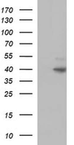 FAS Monoclonal Antibody (OTI1F2), TrueMAB , OriGene:Antibodies:Primary