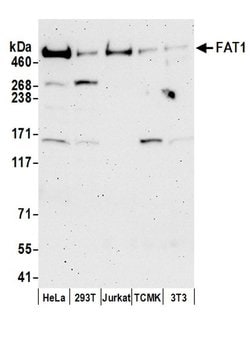 FAT1 Rabbit anti-Human, Mouse, Polyclonal, Bethyl Laboratories 100 &mu;l;
