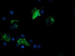 FATE1 Monoclonal Antibody (OTI1A1), TrueMAB , OriGene 100 &mu;L; Unconjugated:Antibodies,