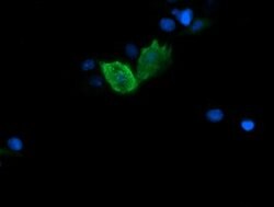 FATE1 Mouse anti-Human, Clone: OTI5E2, lyophilized, TrueMAB 100 &mu;g;