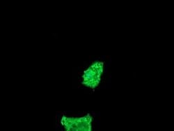FATE1 Monoclonal Antibody (OTI7A8), TrueMAB , OriGene 100 &mu;L; Unconjugated:Antibodies,