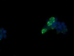 FATE1 Monoclonal Antibody (OTI7B12), TrueMAB , OriGene 30 &mu;L; Unconjugated:Antibodies,