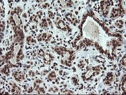 FATE1 Monoclonal Antibody (OTI1A1), TrueMAB , OriGene 100 &mu;L; Unconjugated:Antibodies,