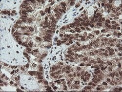 FATE1 Monoclonal Antibody (OTI1A1), TrueMAB , OriGene 100 &mu;L; Unconjugated:Antibodies,