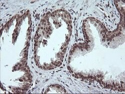 FATE1 Monoclonal Antibody (OTI1A1), TrueMAB , OriGene 100 &mu;L; Unconjugated:Antibodies,
