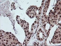 FATE1 Mouse anti-Human, Clone: OTI1A1, lyophilized, TrueMAB 100 &mu;g;
