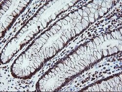 FATE1 Monoclonal Antibody (OTI1A1), TrueMAB , OriGene 100 &mu;L; Unconjugated:Antibodies,