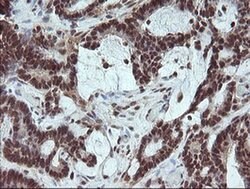 FATE1 Monoclonal Antibody (OTI1A1), TrueMAB , OriGene 100 &mu;L; Unconjugated:Antibodies,