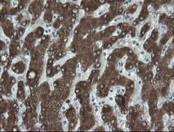 FATE1 Monoclonal Antibody (OTI1A1), TrueMAB , OriGene 100 &mu;L; Unconjugated:Antibodies,