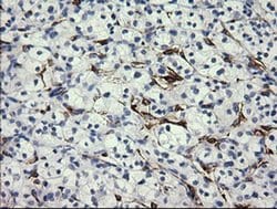 FATE1 Monoclonal Antibody (OTI7A8), TrueMAB , OriGene 100 &mu;L; Unconjugated:Antibodies,