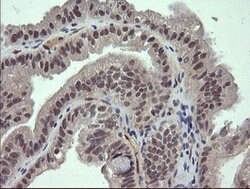 FATE1 Mouse anti-Human, Clone: OTI7B5, lyophilized, TrueMAB 100 &mu;g;