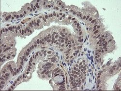 FATE1 Monoclonal Antibody (OTI7B5), TrueMAB , OriGene:Antibodies:Primary