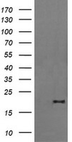 FATE1 Monoclonal Antibody (OTI7B12), TrueMAB , OriGene 30 &mu;L; Unconjugated:Antibodies,