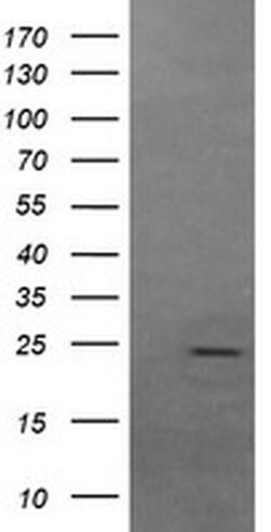 FATE1 Monoclonal Antibody (OTI7B5), TrueMAB , OriGene:Antibodies:Primary
