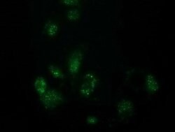 FAm127C Mouse anti-Human, Clone: OTI2D4, lyophilized, TrueMAB 100 &mu;g;