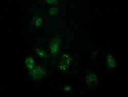 FAm127C Monoclonal Antibody (OTI2D4), TrueMAB , OriGene 100 &mu;L; Unconjugated:Antibodies,