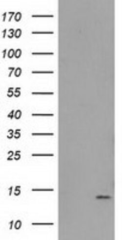 FAm127C Mouse anti-Human, Clone: OTI2D4, lyophilized, TrueMAB 100 &mu;g;
