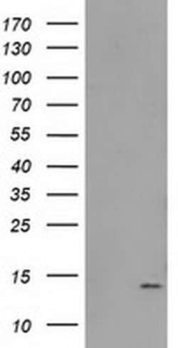 FAm127C Monoclonal Antibody (OTI2D4), TrueMAB , OriGene 100 &mu;L; Unconjugated:Antibodies,