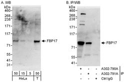 FBP17 Rabbit anti-Human, Polyclonal, Bethyl Laboratories 100 &mu;L; Unconjugated:Antibodies,