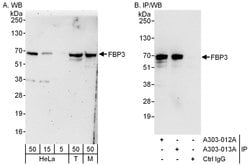 FBP3 Rabbit anti-Human, Mouse, Polyclonal, Bethyl Laboratories 100 &mu;l;