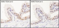 FBW7 Rabbit anti-Human, Polyclonal, Bethyl Laboratories 10 &mu;l; Unlabeled:Antibodies,
