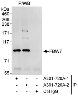 FBW7 Rabbit anti-Human, Polyclonal, Bethyl Laboratories 100 &mu;l; Unlabeled:Antibodies,