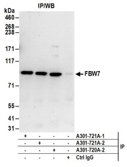FBW7 Rabbit anti-Human, Polyclonal, Bethyl Laboratories 10 &mu;l; Unlabeled:Antibodies,