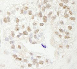 FBW7 Polyclonal Antibody, Bethyl Laboratories:Antibodies:Primary Antibodies