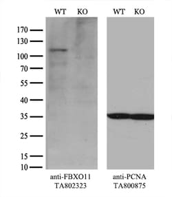 FBXO11 Monoclonal Antibody (OTI1F6), TrueMAB , OriGene 30 &mu;L; Unconjugated:Antibodies,
