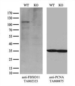 FBXO11 Monoclonal Antibody (OTI1F6), TrueMAB , OriGene:Antibodies:Primary