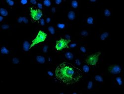 FBXO21 Mouse anti-Canine, Human, Mouse, Rat, Clone: OTI2C7, lyophilized,