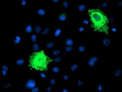 FBXO21 Mouse anti-Human, Mouse, Rat, Clone: OTI5H4, lyophilized, TrueMAB