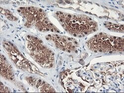 FBXO21 Mouse anti-Human, Clone: OTI1E1, lyophilized, TrueMAB 100 &mu;g;