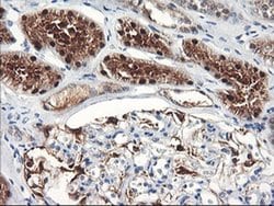 FBXO21 Monoclonal Antibody (OTI3C11), TrueMAB , OriGene 100 &mu;L; Unconjugated:Antibodies,