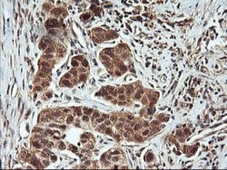 FBXO21 Mouse anti-Canine, Human, Mouse, Rat, Clone: OTI2C7, lyophilized,