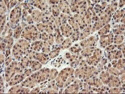 FBXO21 Mouse anti-Canine, Human, Mouse, Rat, Clone: OTI2C7, lyophilized,