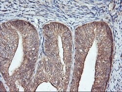 FBXO21 Mouse anti-Canine, Human, Mouse, Rat, Clone: OTI2C7, lyophilized,